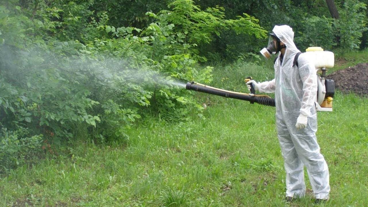 Уничтожение комаров в Санкт-Петербурге | Дезинсекция комаров на дачном  участке с гарантией