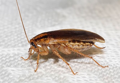Кусаются ли тараканы и чем опасен укус
